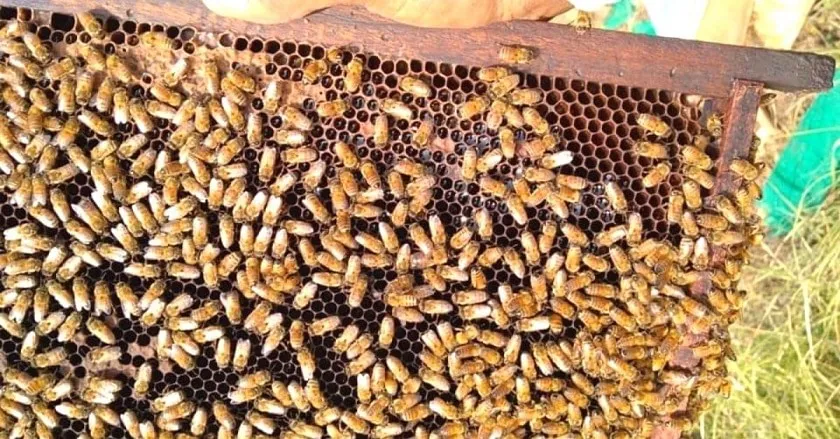 Honey Farming
