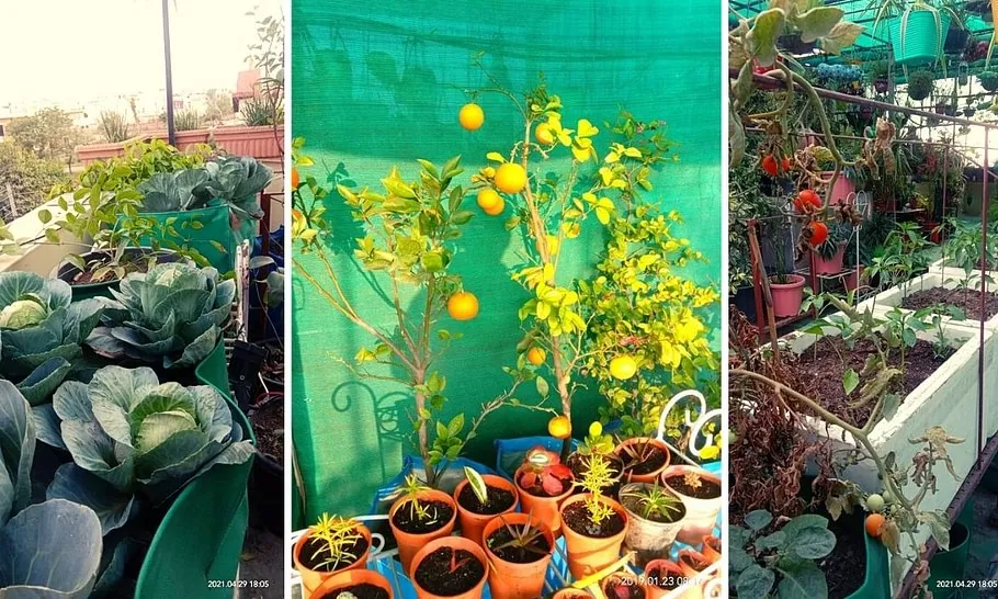 Organic Gardening