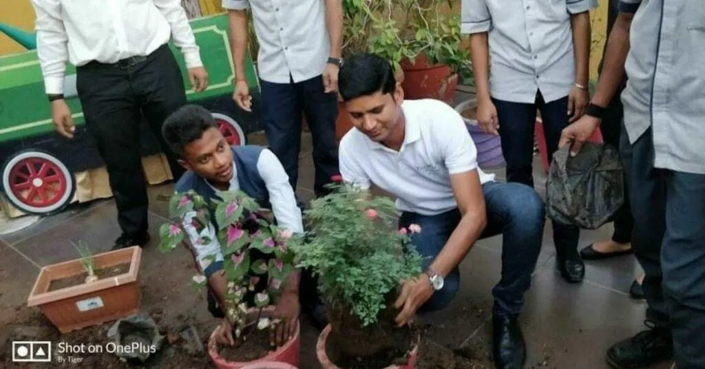 Tree plantation