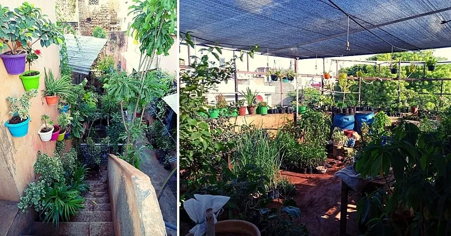 Kitchen Gardening