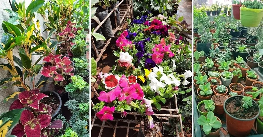 Gardening