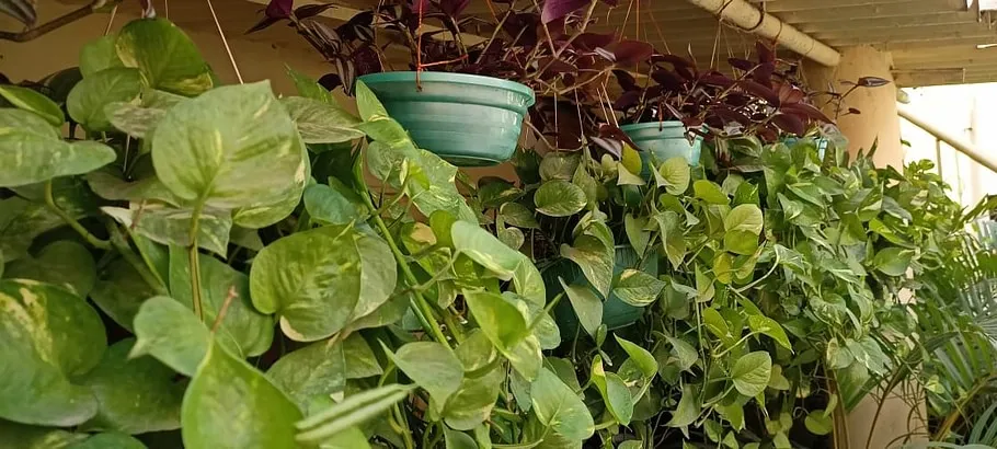 Gardening from cutting
