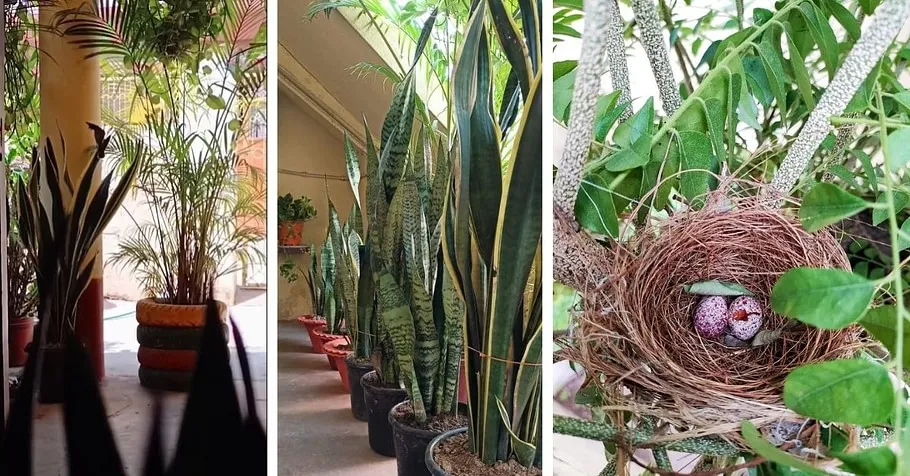 Home Gardening