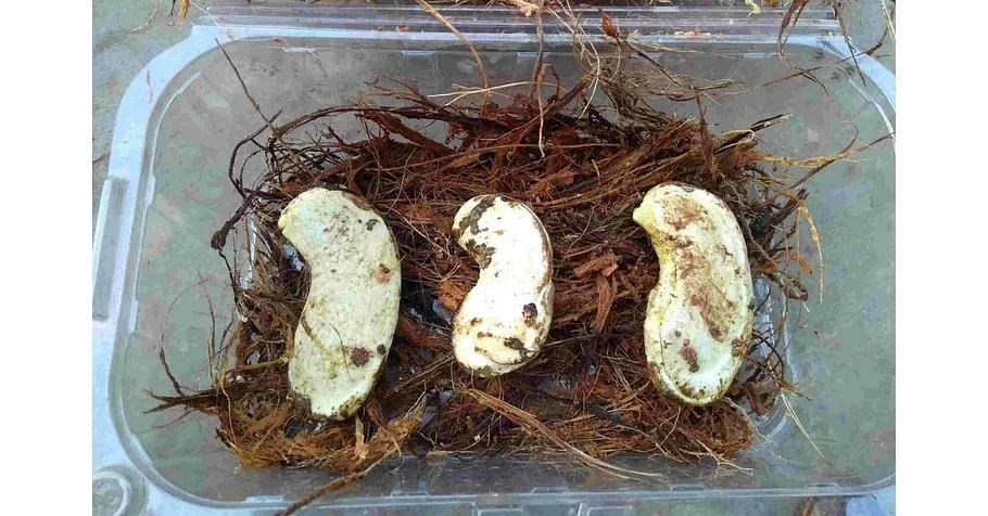 Importance of mango seed