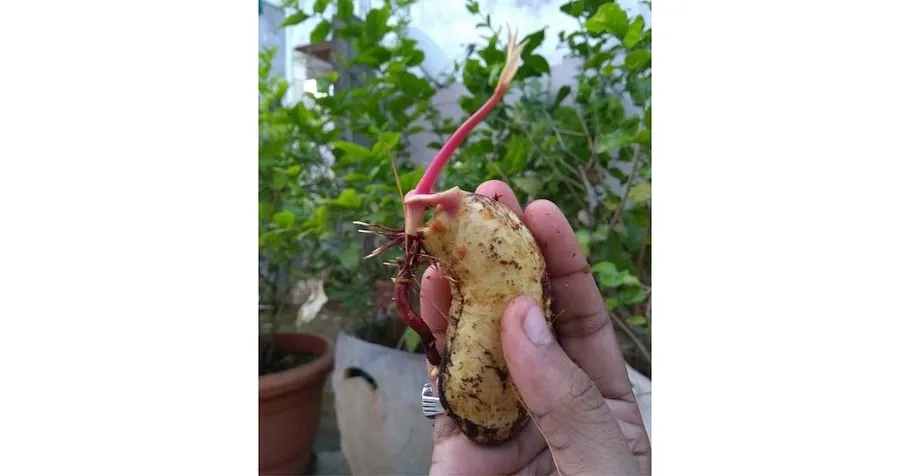 Home grown mango