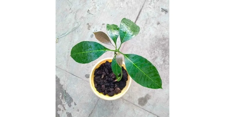 Mango  Tree