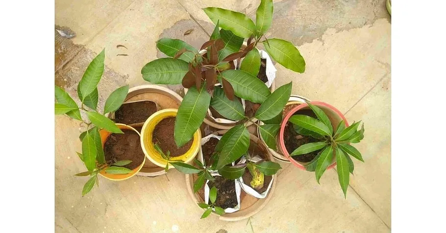 Terrace Gardening