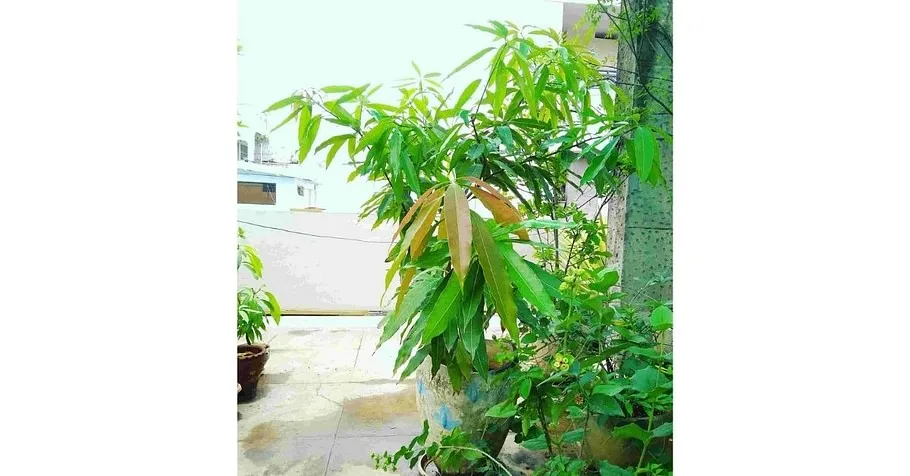 Mango Tree