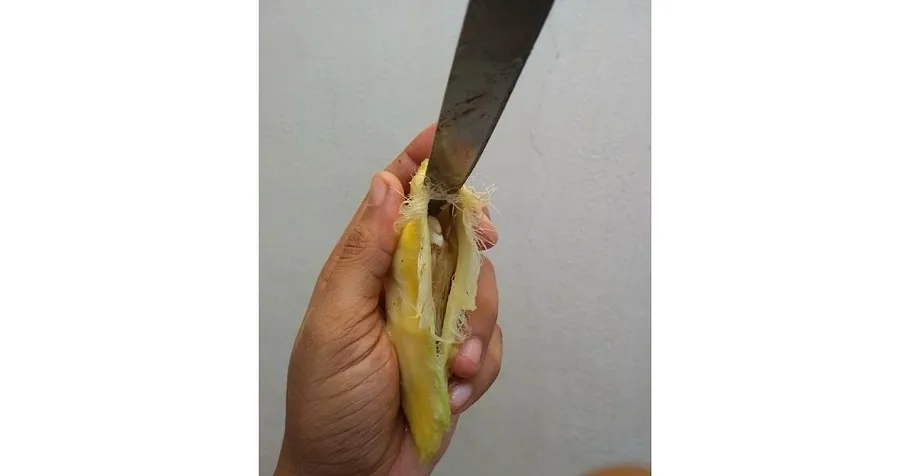 Mango seed