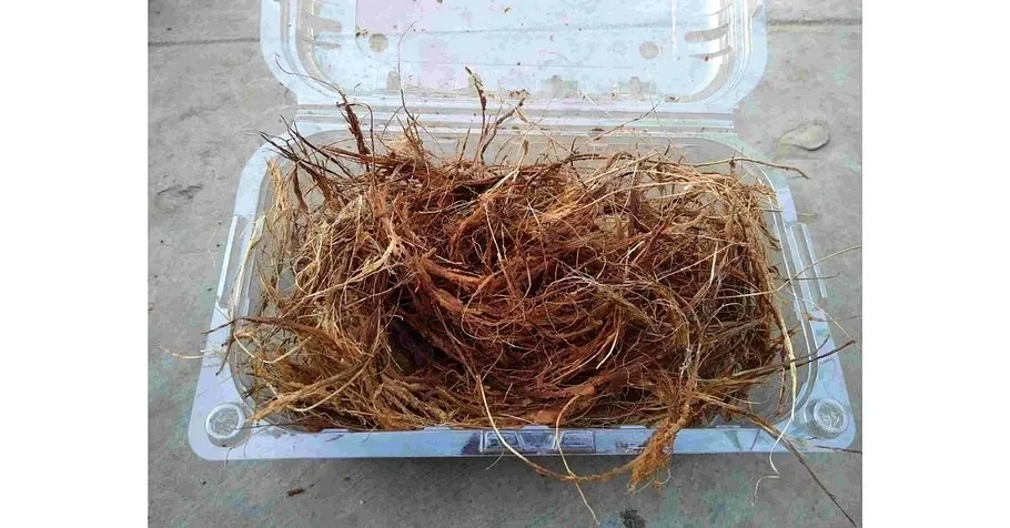 Use of mango seed