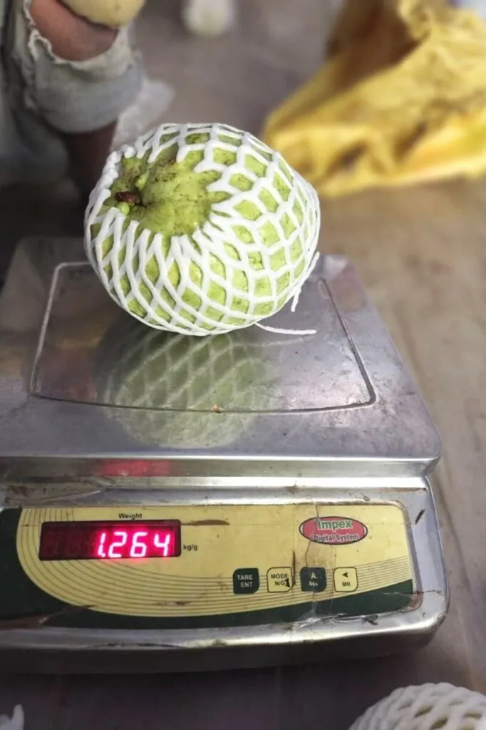 Jumbo Guava