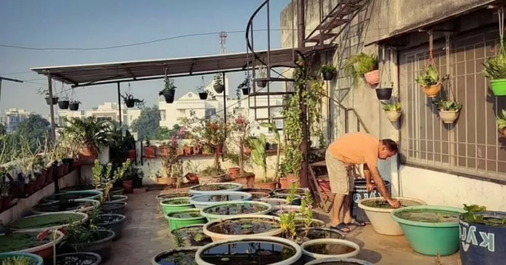 Terrace Gardening