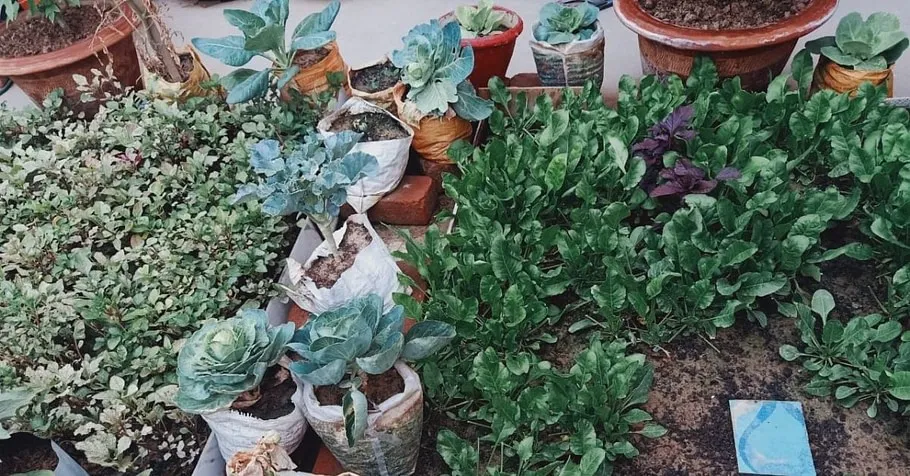 Terrace Gardening