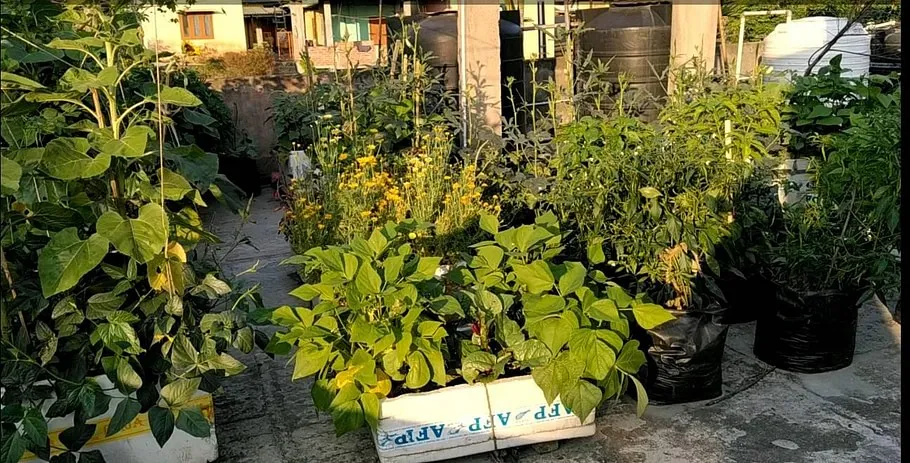 Gardening Tips