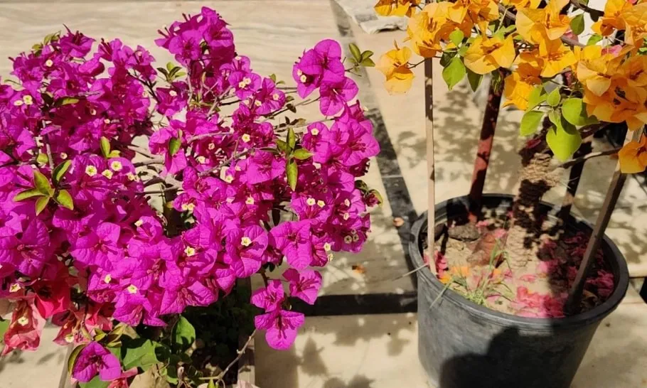 Summer Gardening