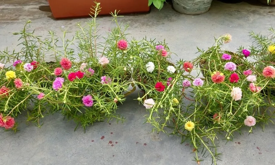 Gardening Tips