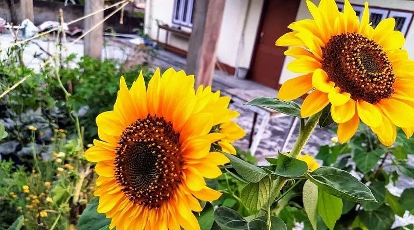Sunflower