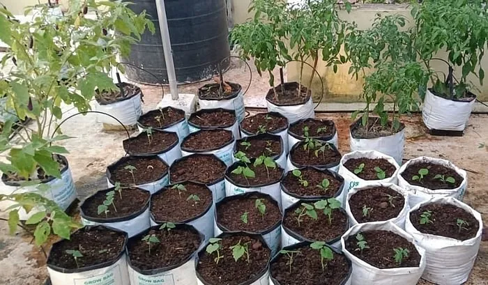 Terrace Gardening