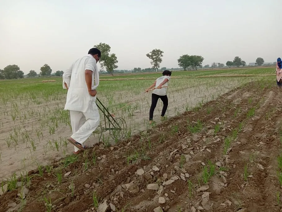 vegetable farming