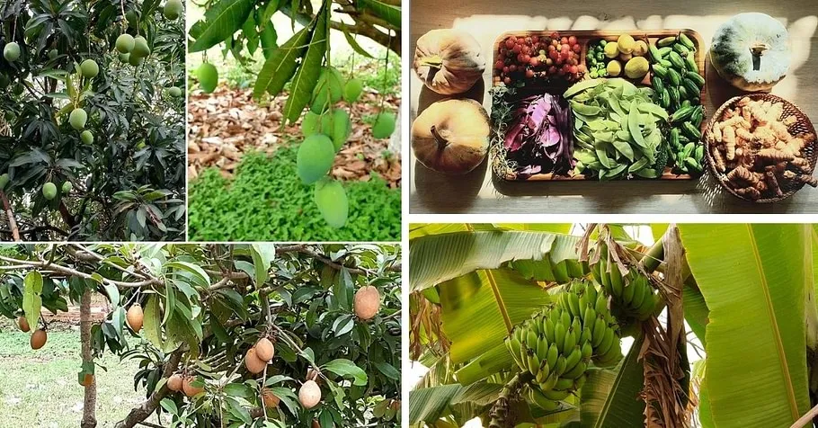 Grow your own food