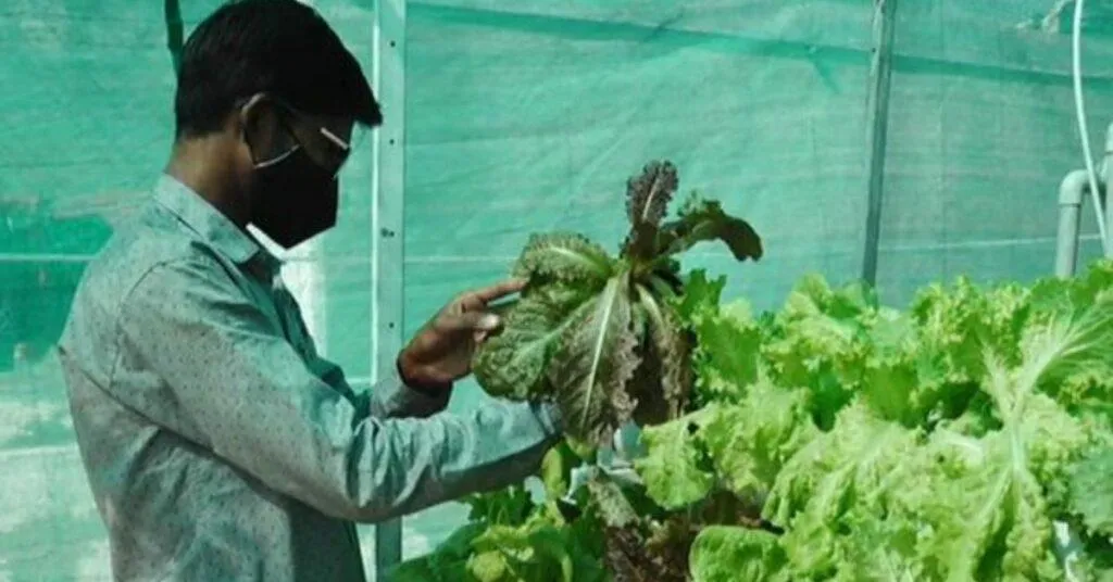 Hydroponic Farming