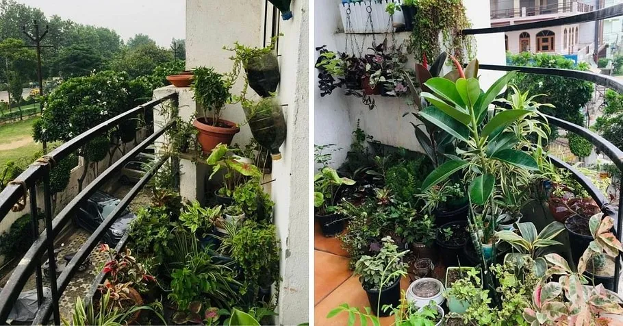 Balcony Gardening