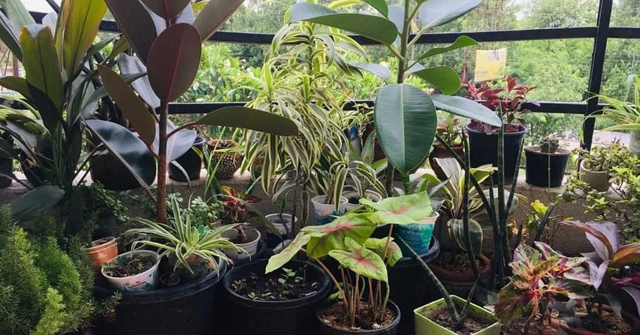 Organic Gardening