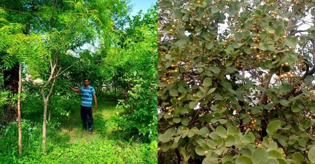 Tree plantation