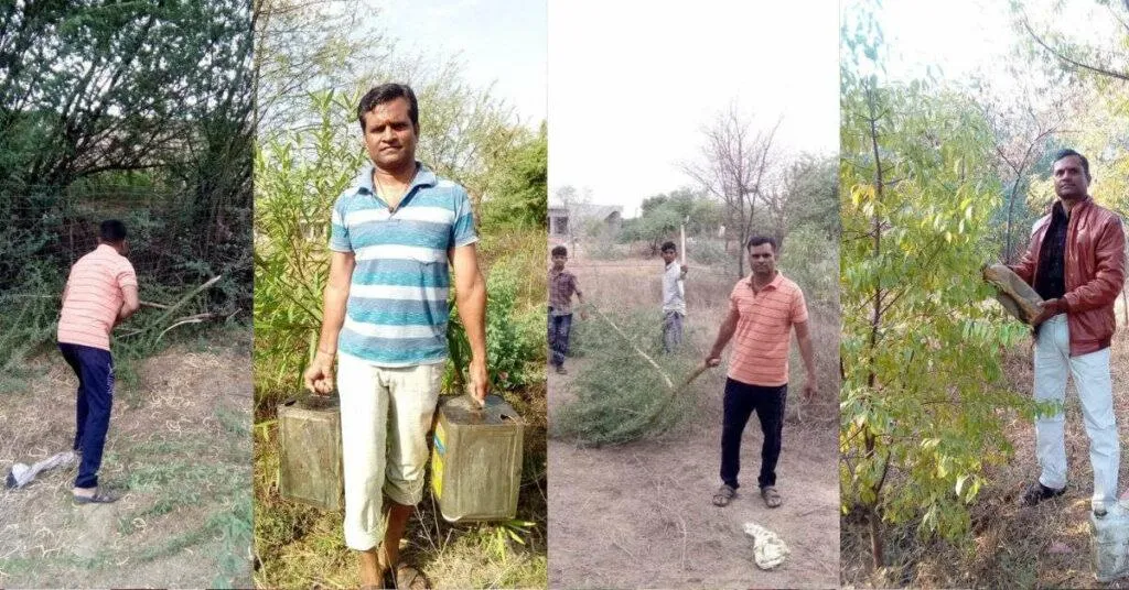 Tree plantation