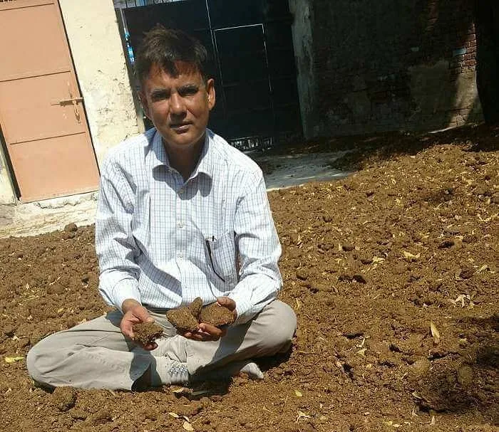 Cow dug