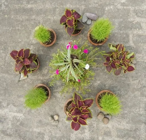 Terrace Gardening Tips