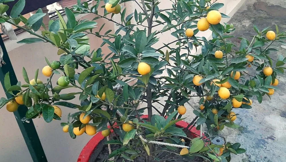 kitchen gardening
