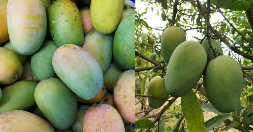 Organic Farming