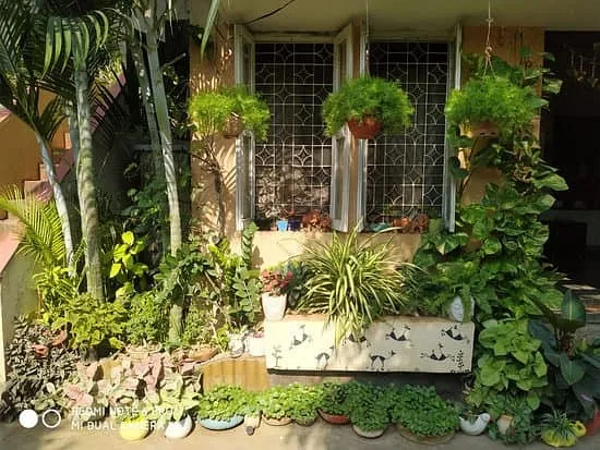 plants to grow in terrace