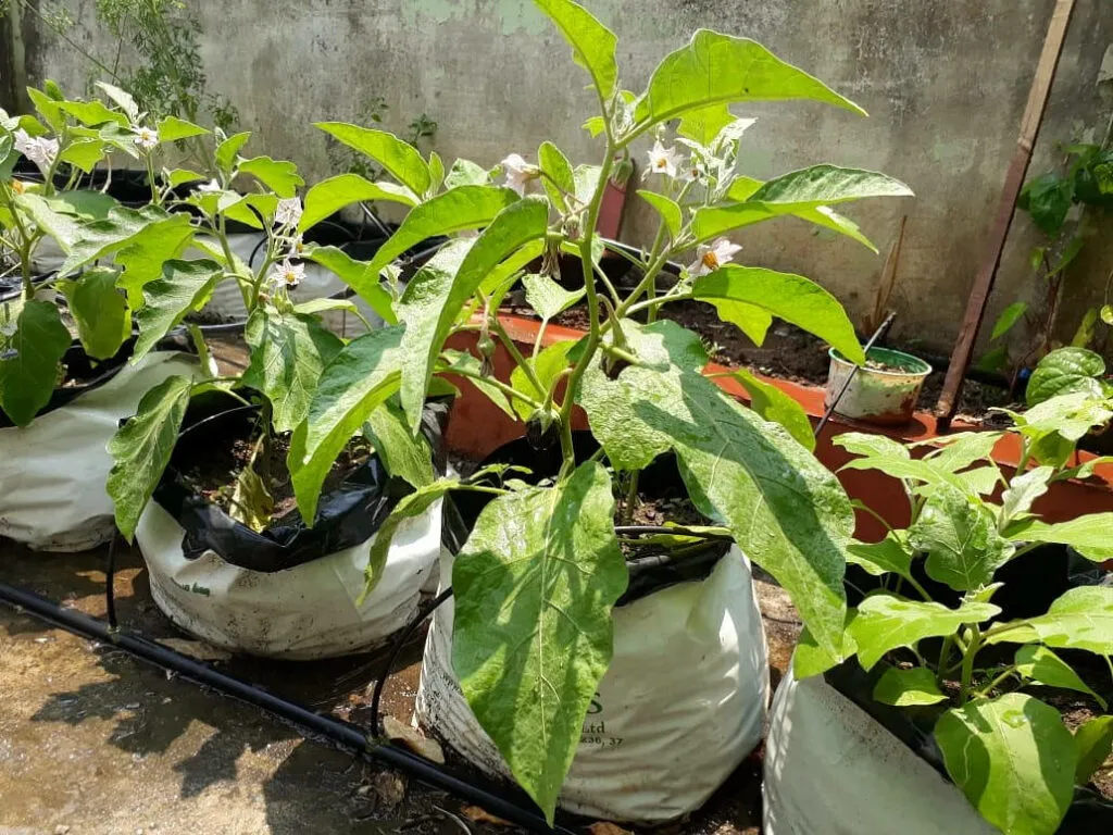 How to grow vegetables