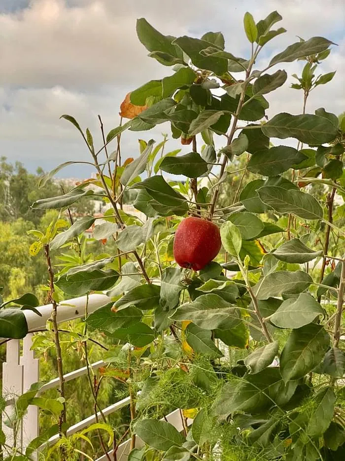 Organic Gardening
