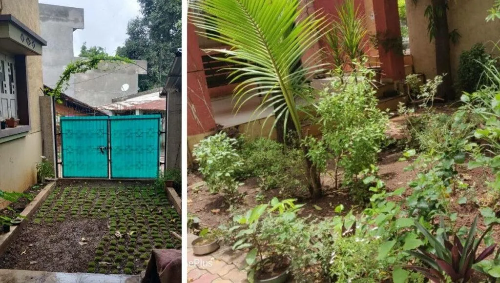 Tree Plantation