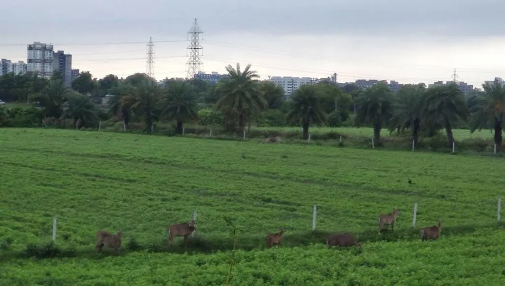 Sardar Patel Farm