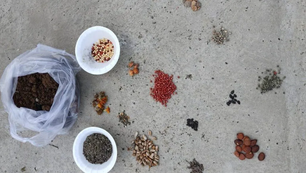seeds of trees