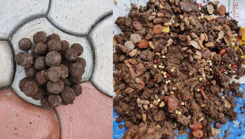 How to make seed ball