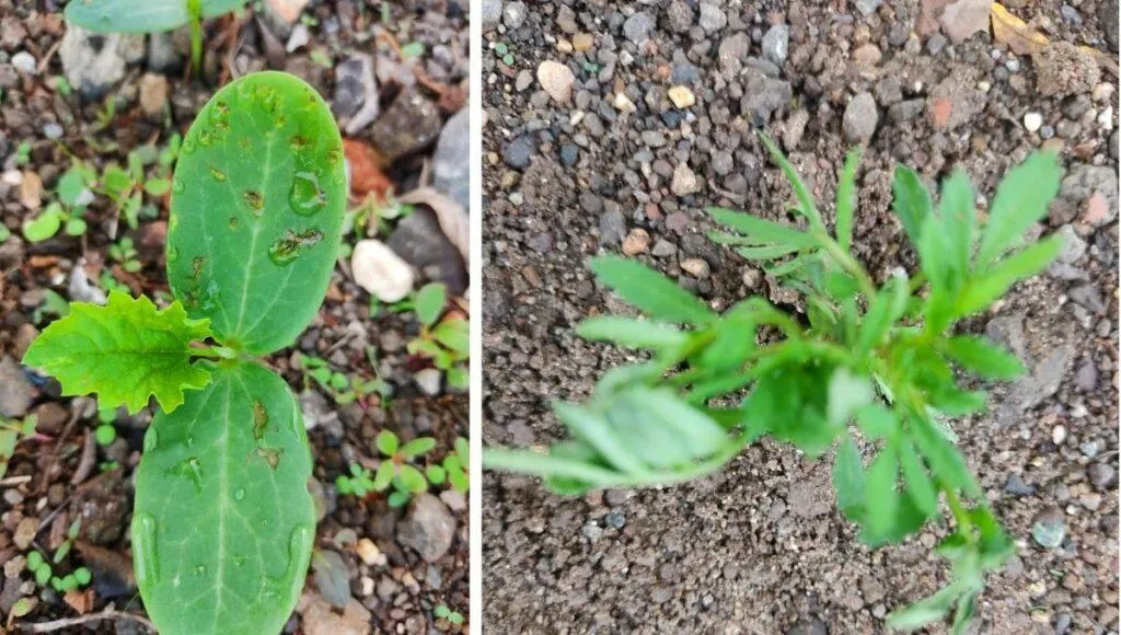 Plants from seed ball