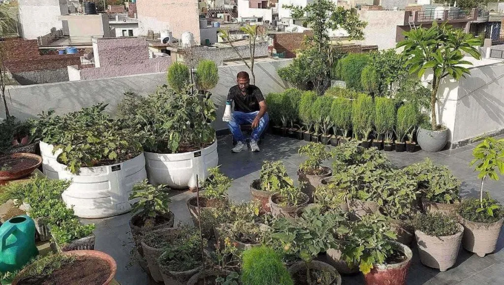 Terrace Gardening Tips