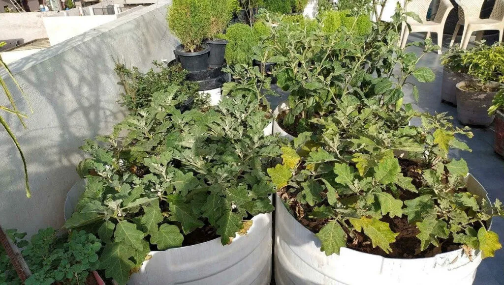 Gardening for Beginners