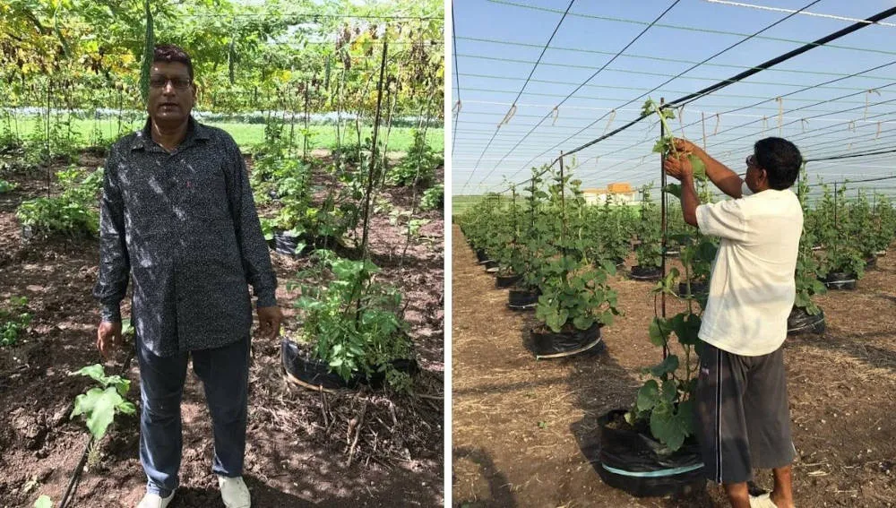 Multilayer farming crop combination