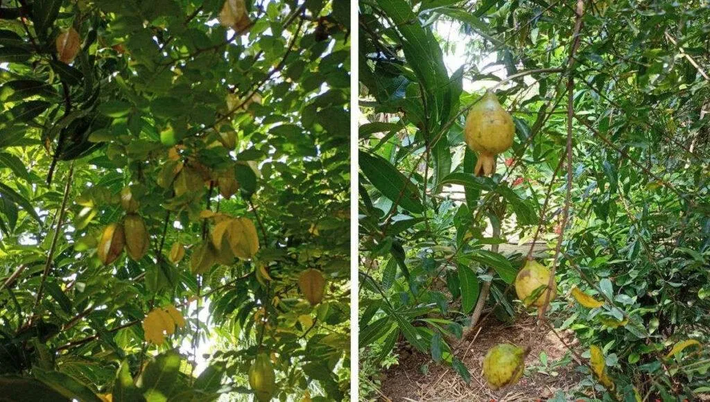 Organic Fruits Gardening