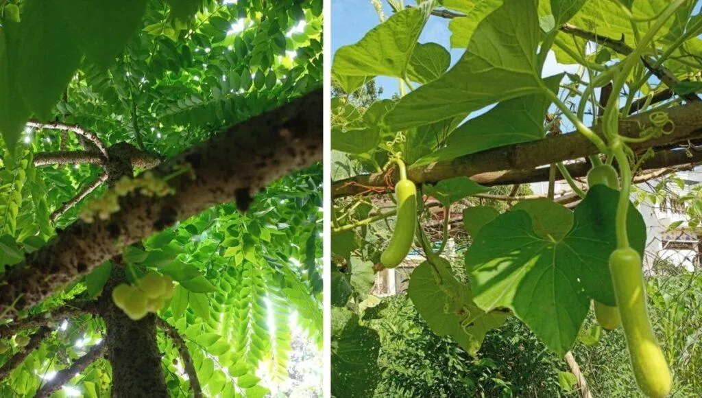 Organic Vegetable Gardening