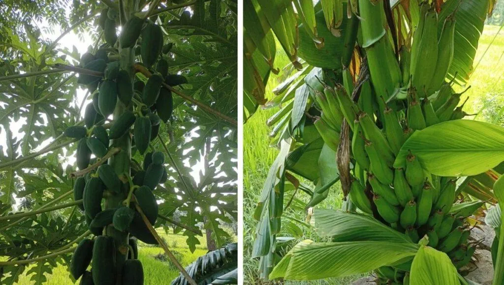 Organic Fruits Gardening