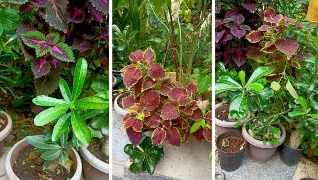 Herbs Gardening