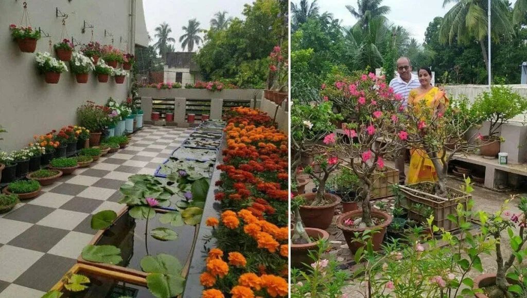 Annual Flowering Plants