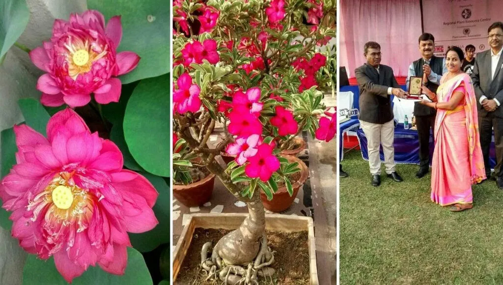 Annual Flowering Plants